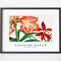 Tanigami Konan - Vintage amaryllis flower