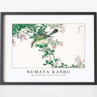 Numata Kashu - Bull-headed Shrike and Bush Clover illustration from Pictorial Monograph of Birds (1885)
