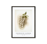 
              Frederick Sander - Angræcum articulatum from Reichenbachia Orchids-1847-1920
            