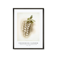 Frederick Sander - Angræcum articulatum from Reichenbachia Orchids-1847-1920