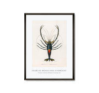 
              Charles Dessalines D'Orbigny - Crimson Crawfish (Palemon Ornatum) (2)
            