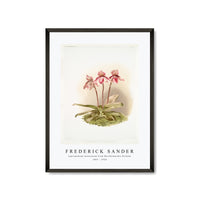 Frederick Sander - Cypripedium tautzianum from Reichenbachia Orchids-1847-1920