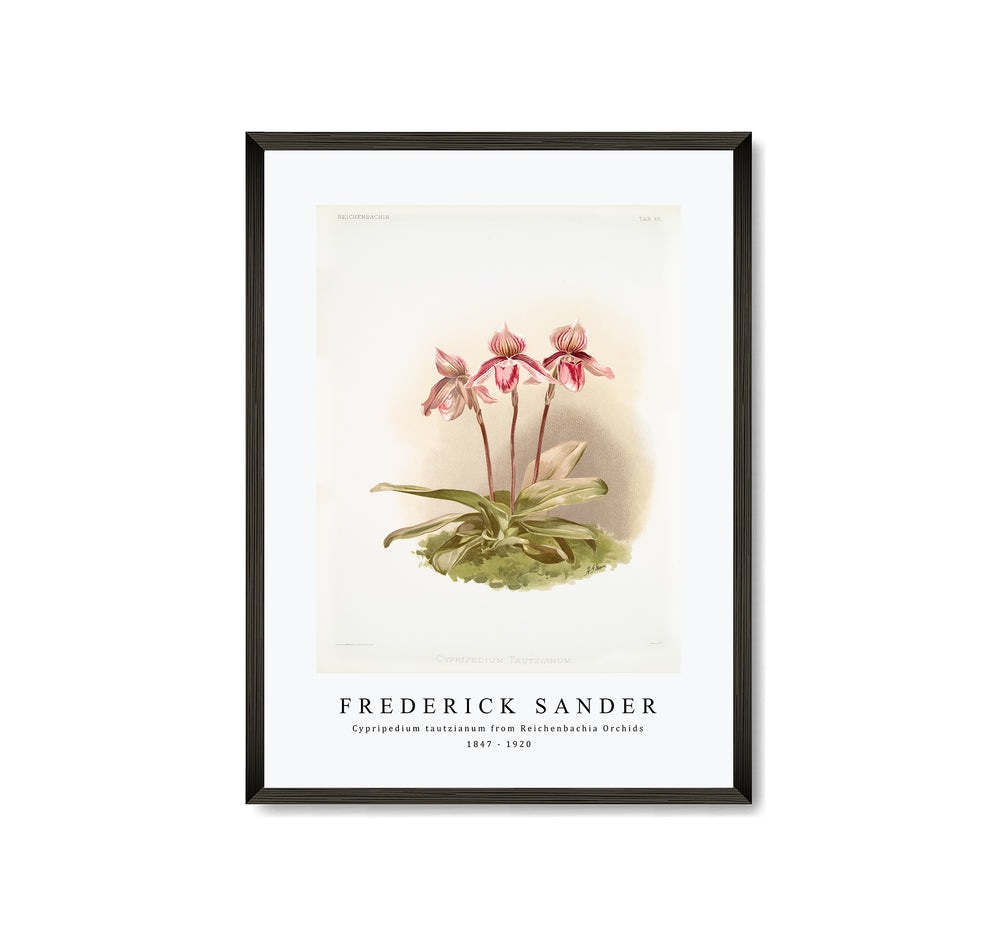 Frederick Sander - Cypripedium tautzianum from Reichenbachia Orchids-1847-1920