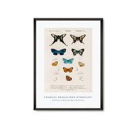 
              Charles Dessalines D'Orbigny - Collection of hand drawings of butterflies
            