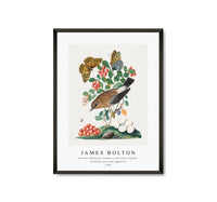 
              James Bolton - Northern Wheatear, Cowberry and Silver-washed Fritillary and Long-legged Fly 1768
            