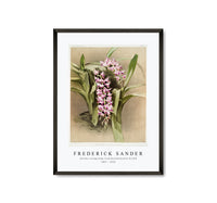
              Frederick Sander - Aërides savageanum from Reichenbachia Orchid-1847-1920
            