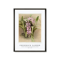 Frederick Sander - Aërides savageanum from Reichenbachia Orchid-1847-1920