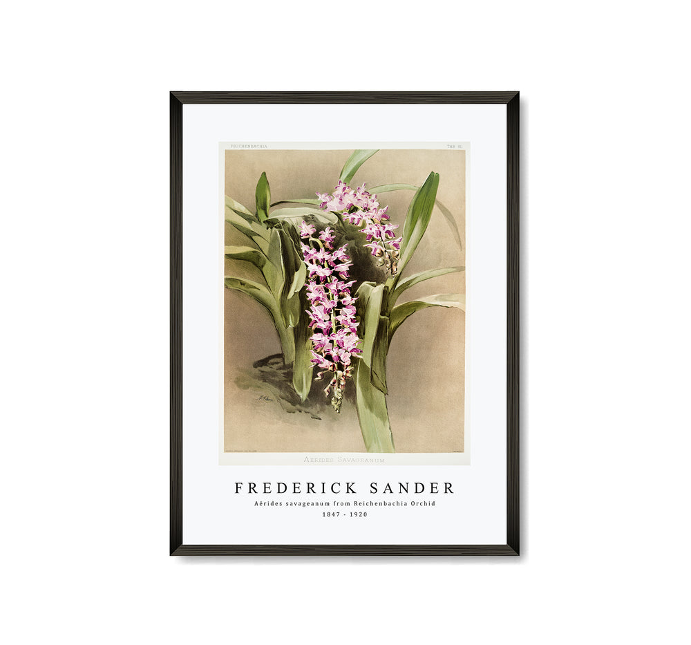 Frederick Sander - Aërides savageanum from Reichenbachia Orchid-1847-1920