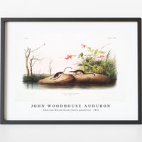 John Woodhouse Audubon - American Marsh Shrew (Sorex palustris) from the viviparous quadrupeds of North America (1845)