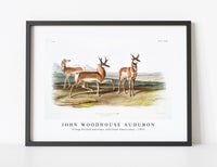 
              John Woodhouse Audubon - Prong-horned Antelope (Antilope Americana) from the viviparous quadrupeds of North America (1845)
            