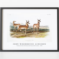 John Woodhouse Audubon - Prong-horned Antelope (Antilope Americana) from the viviparous quadrupeds of North America (1845)