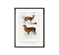 
              Charles Dessalines D'Orbigny - Alpaca (Vicugna Pacos) and Antilope guib
            