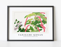 
              Tanigami Konan - Vintage heliotrope & acalypha flower
            