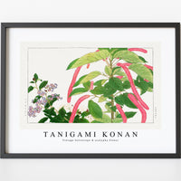 Tanigami Konan - Vintage heliotrope & acalypha flower
