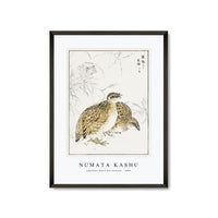 Numata Kashu - Japanese Quail and Gentian illustration from Pictorial Monograph of Birds (1885)