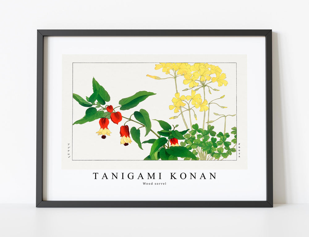 Tanigami Konan - Wood sorrel