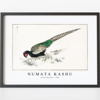 Numata Kashu - Green Pheasant illustration from Pictorial Monograph of Birds (1885)