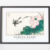 Numata Kashu - Japanese Pied Wagtail and Red Lotus illustration from Pictorial Monograph of Birds (1885)