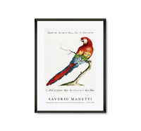 
              Saverio Manetti - Pappagallo detto arara rossa del Brasile (Macaw) 1723-1785
            