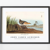 John James Audubon - Yellow-breasted Rail from Birds of America (1827)