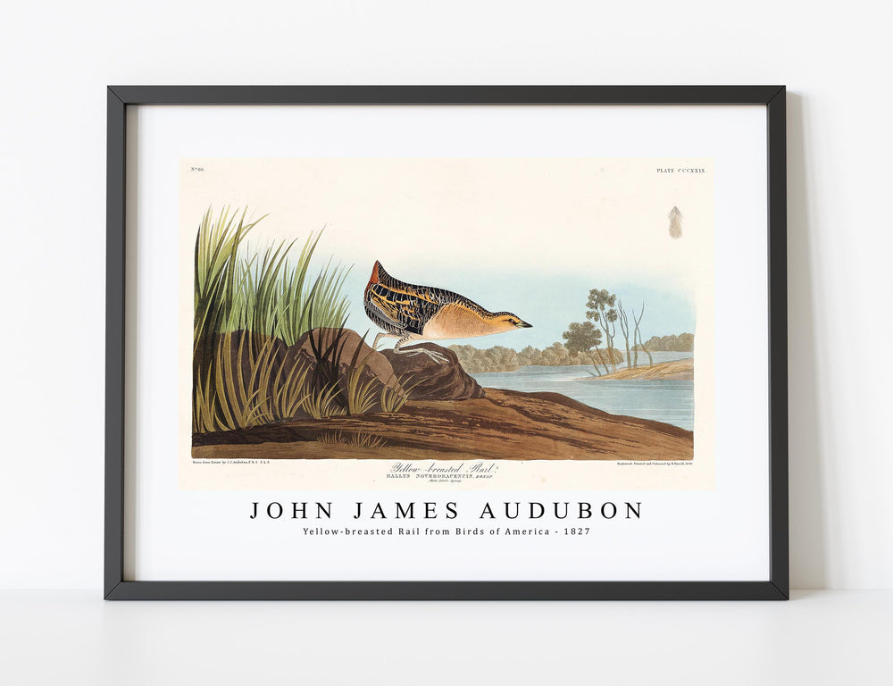 John James Audubon - Yellow-breasted Rail from Birds of America (1827)