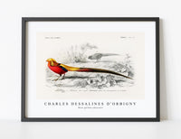 
              Charles Dessalines D'Orbigny - Male golden pheasant
            