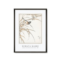 Numata Kashu - Japanese Grey Bunting and Rise Plant illustration from Pictorial Monograph of Birds (1885)