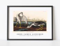 
              John James Audubon - Tell-tale Godwit or Snipe from Birds of America (1827)
            