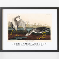 John James Audubon - Tell-tale Godwit or Snipe from Birds of America (1827)