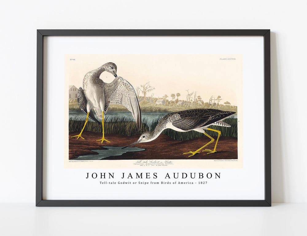 John James Audubon - Tell-tale Godwit or Snipe from Birds of America (1827)