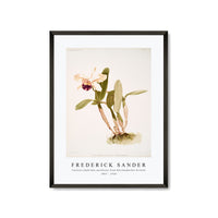 Frederick Sander - Cattleya (hybrida) parthenia from Reichenbachia Orchids-1847-1920