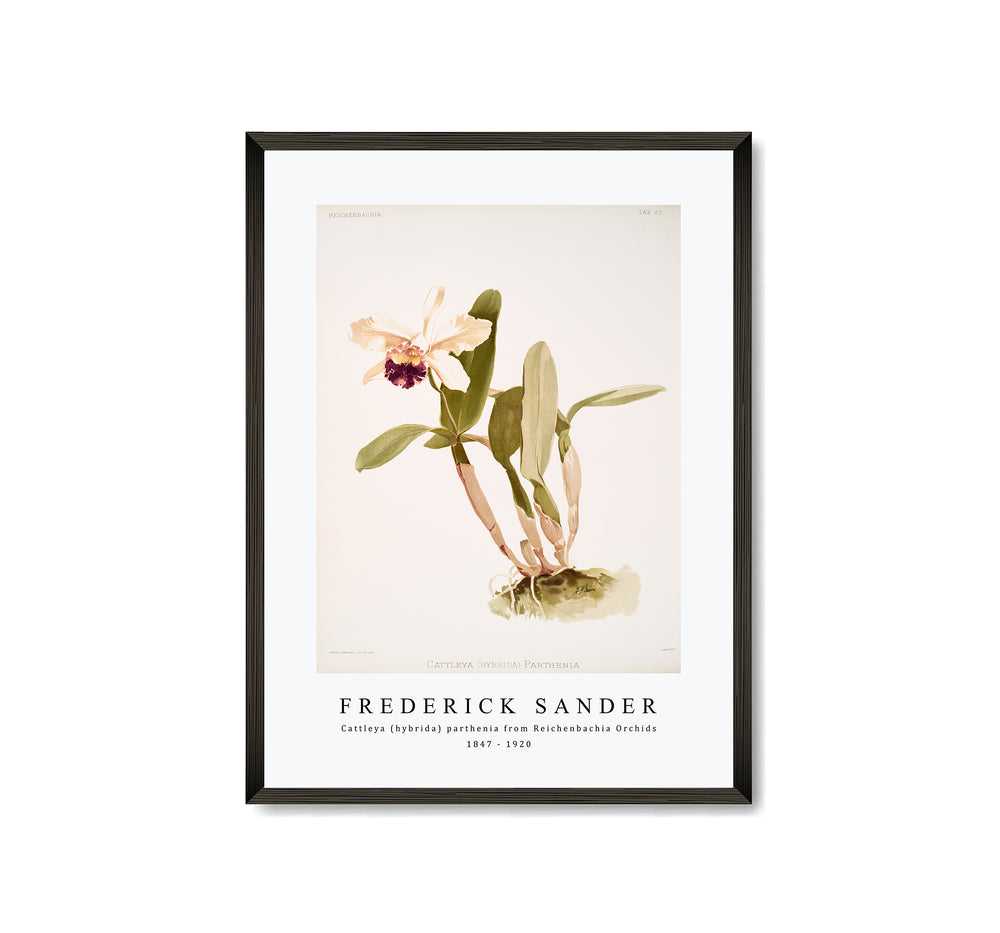Frederick Sander - Cattleya (hybrida) parthenia from Reichenbachia Orchids-1847-1920