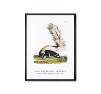 
              John Woodhouse Audubon - Large-tailed Skunk (Mephitis macroura) from the viviparous quadrupeds of North America (1845)
            