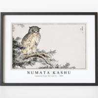 Numata Kashu - Japanese Scops Owl and Fir illustration from Pictorial Monograph of Birds (1885)