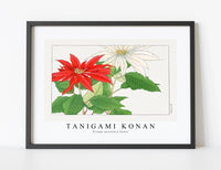 
              Tanigami Konan - Vintage poinsettia flower
            