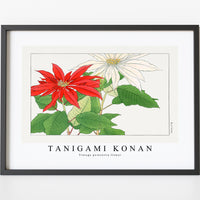 Tanigami Konan - Vintage poinsettia flower