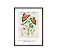 
              Charles Dessalines D'Orbigny - Elephant ear (Caladium bicolor)
            