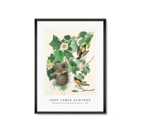 
              John James Audubon - Baltimore Oriole from Birds of America (1827)
            