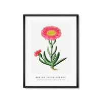 Robert Jacob Gordon - Carpobrotus quadrifidus L. Bolus (1777–1786)