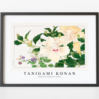 Tanigami Konan - Browallia & Hibiscus flower