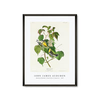 John James Audubon - Hemlock Warbler from Birds of America (1827)