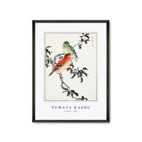 Numata Kashu - Crossbill illustration from Pictorial Monograph of Birds (1885)