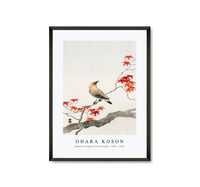 
              Ohara Koson - Japanese plague bird on maple (1900 - 1936)
            