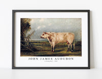 
              John James Audubon - A Young Bull (ca. 1849)
            