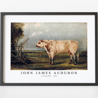 John James Audubon - A Young Bull (ca. 1849)