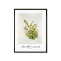 Frederick Sander - Zygopetalum wendlandi from Reichenbachia Orchids-1847-1920