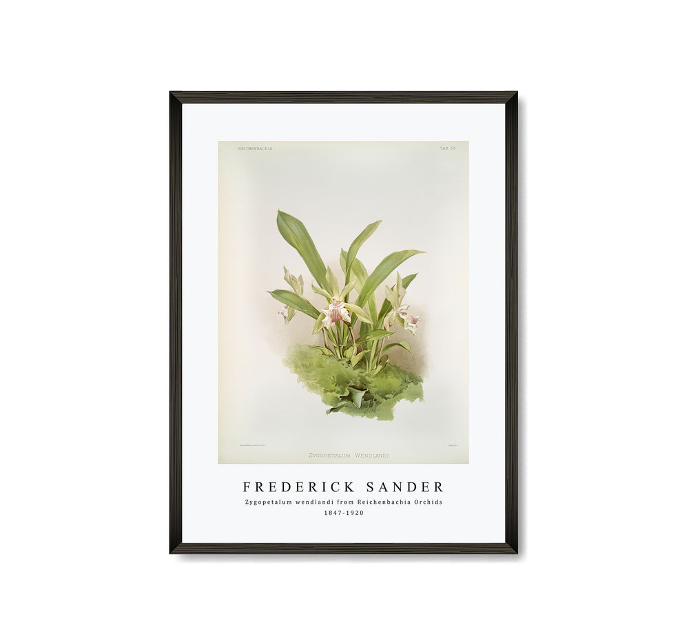 Frederick Sander - Zygopetalum wendlandi from Reichenbachia Orchids-1847-1920