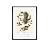 
              John James Audubon - Chesnut-backed Titmouse, Black-capt Titmouse and Chesnut-crowned Titmouse(1827)
            