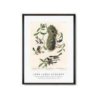John James Audubon - Chesnut-backed Titmouse, Black-capt Titmouse and Chesnut-crowned Titmouse(1827)