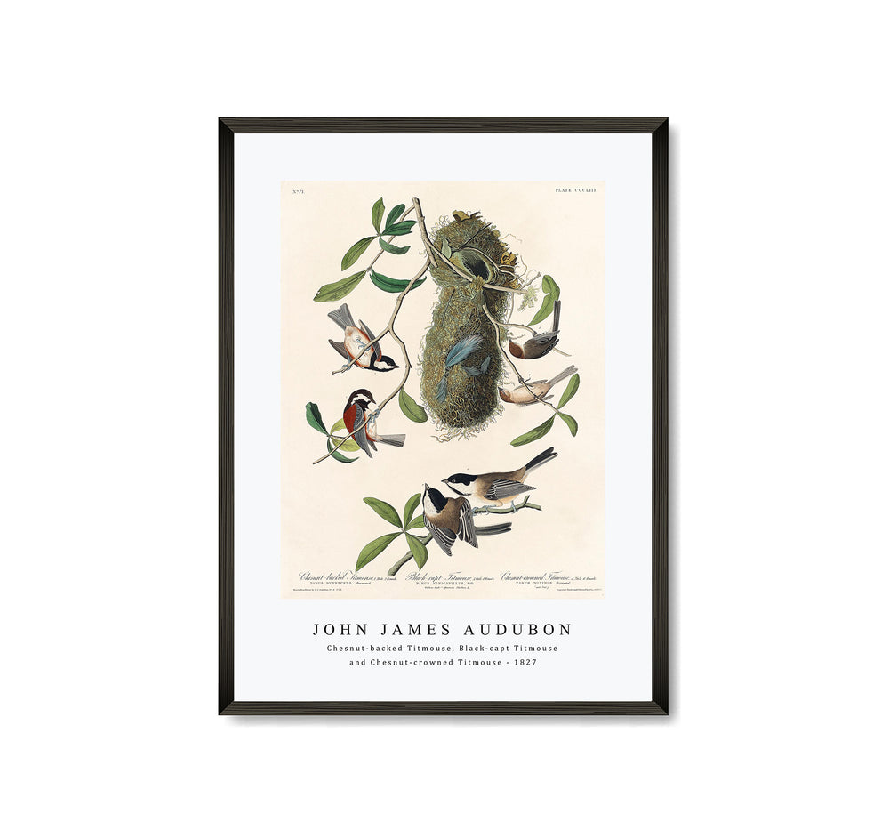John James Audubon - Chesnut-backed Titmouse, Black-capt Titmouse and Chesnut-crowned Titmouse(1827)